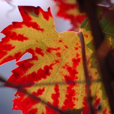 Dunkelfelder Blatt 4
